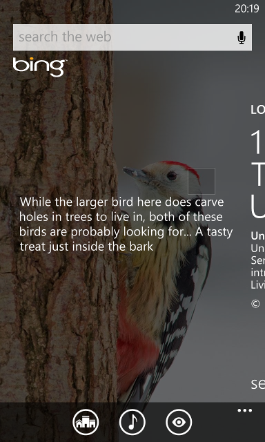 Portrait screenshot of the Bing app on a Windows Phone showing a single bird with a description referring to a "larger bird".