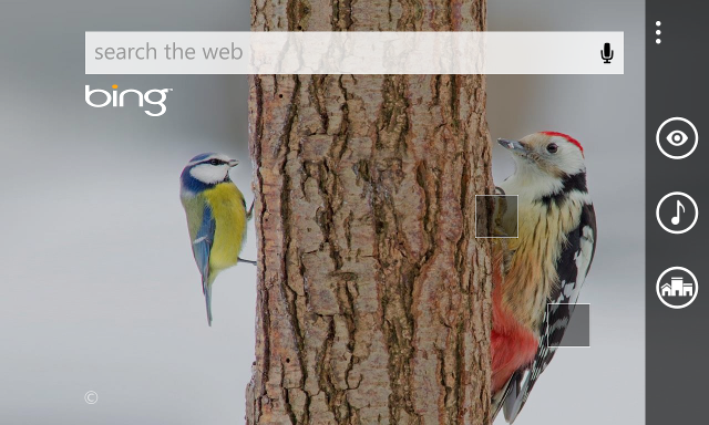 Landscape screenshot of the Bing app on a Windows Phone, showing a larger view of the previous image, revealing a second bird that was previously hidden.